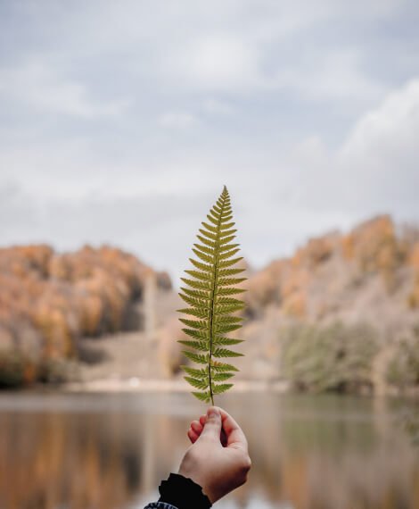 leaf Home